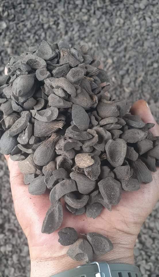 Palm Kernel Shells